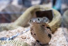 ZMIJE OD OVOGA BEŽE KAO ĐAVO OD KRSTA! Za njih je ovo NAJVEĆI STRAH, čim ih osete NESTAJU GLAVOM BEZ OBZIRA! ZMIJE OD OVOGA BEŽE KAO ĐAVO OD KRSTA! Za njih je ovo NAJVEĆI STRAH, čim ih osete NESTAJU GLAVOM BEZ OBZIRA! - featured image