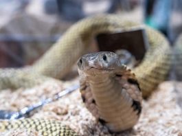 ZMIJE OD OVOGA BEŽE KAO ĐAVO OD KRSTA! Za njih je ovo NAJVEĆI STRAH, čim ih osete NESTAJU GLAVOM BEZ OBZIRA! ZMIJE OD OVOGA BEŽE KAO ĐAVO OD KRSTA! Za njih je ovo NAJVEĆI STRAH, čim ih osete NESTAJU GLAVOM BEZ OBZIRA! - featured image