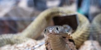 ZMIJE OD OVOGA BEŽE KAO ĐAVO OD KRSTA! Za njih je ovo NAJVEĆI STRAH, čim ih osete NESTAJU GLAVOM BEZ OBZIRA! ZMIJE OD OVOGA BEŽE KAO ĐAVO OD KRSTA! Za njih je ovo NAJVEĆI STRAH, čim ih osete NESTAJU GLAVOM BEZ OBZIRA! - featured image