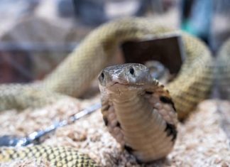 ZMIJE OD OVOGA BEŽE KAO ĐAVO OD KRSTA! Za njih je ovo NAJVEĆI STRAH, čim ih osete NESTAJU GLAVOM BEZ OBZIRA! ZMIJE OD OVOGA BEŽE KAO ĐAVO OD KRSTA! Za njih je ovo NAJVEĆI STRAH, čim ih osete NESTAJU GLAVOM BEZ OBZIRA! - featured image