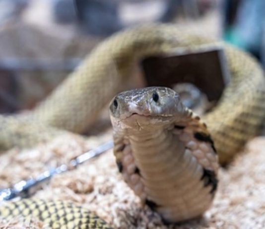 ZMIJE OD OVOGA BEŽE KAO ĐAVO OD KRSTA! Za njih je ovo NAJVEĆI STRAH, čim ih osete NESTAJU GLAVOM BEZ OBZIRA! ZMIJE OD OVOGA BEŽE KAO ĐAVO OD KRSTA! Za njih je ovo NAJVEĆI STRAH, čim ih osete NESTAJU GLAVOM BEZ OBZIRA! - featured image