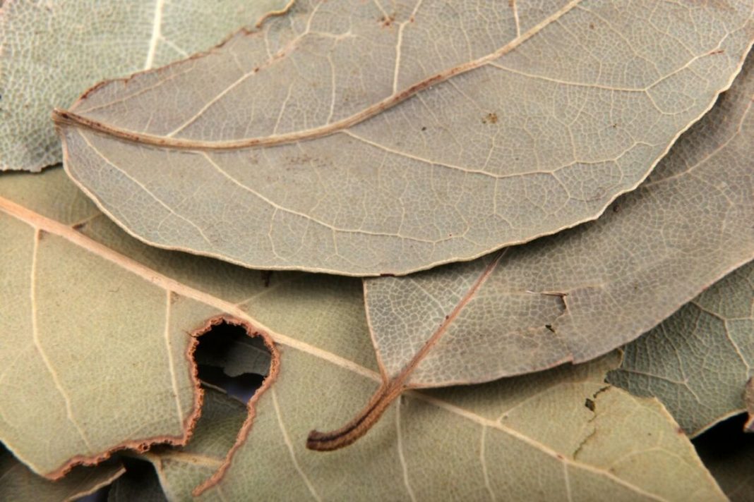 Stavljala je lovorov list pod jastuk svako veče: Nakon 7 dana, desilo se nešto što ni lekari nisu mogli da objasne - featured image