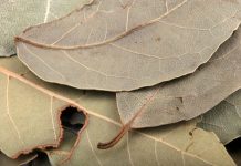 Stavljala je lovorov list pod jastuk svako veče: Nakon 7 dana, desilo se nešto što ni lekari nisu mogli da objasne Stavljala je lovorov list pod jastuk svako veče: Nakon 7 dana, desilo se nešto što ni lekari nisu mogli da objasne - featured image