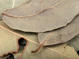 Stavljala je lovorov list pod jastuk svako veče: Nakon 7 dana, desilo se nešto što ni lekari nisu mogli da objasne Stavljala je lovorov list pod jastuk svako veče: Nakon 7 dana, desilo se nešto što ni lekari nisu mogli da objasne - featured image