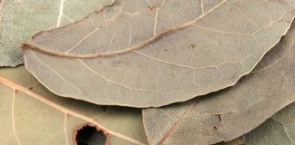 Stavljala je lovorov list pod jastuk svako veče: Nakon 7 dana, desilo se nešto što ni lekari nisu mogli da objasne Stavljala je lovorov list pod jastuk svako veče: Nakon 7 dana, desilo se nešto što ni lekari nisu mogli da objasne - featured image