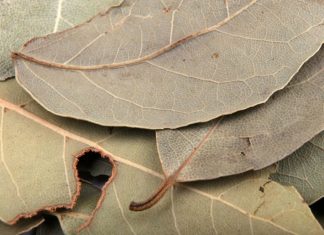 Stavljala je lovorov list pod jastuk svako veče: Nakon 7 dana, desilo se nešto što ni lekari nisu mogli da objasne Stavljala je lovorov list pod jastuk svako veče: Nakon 7 dana, desilo se nešto što ni lekari nisu mogli da objasne - featured image