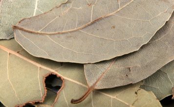 Stavljala je lovorov list pod jastuk svako veče: Nakon 7 dana, desilo se nešto što ni lekari nisu mogli da objasne Stavljala je lovorov list pod jastuk svako veče: Nakon 7 dana, desilo se nešto što ni lekari nisu mogli da objasne - featured image