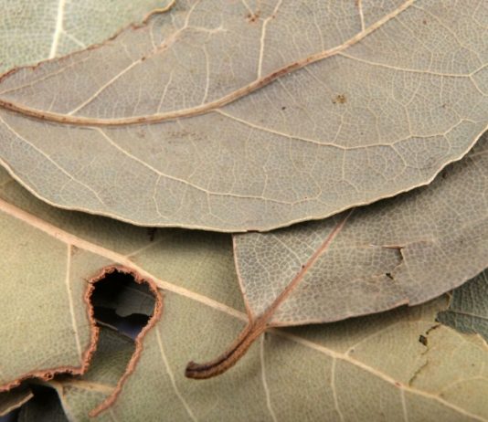 Stavljala je lovorov list pod jastuk svako veče: Nakon 7 dana, desilo se nešto što ni lekari nisu mogli da objasne Stavljala je lovorov list pod jastuk svako veče: Nakon 7 dana, desilo se nešto što ni lekari nisu mogli da objasne - featured image