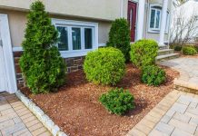 1 biljka koju nikako ne treba saditi blizu kuće: Niste svesni štete koju može da napravi 1 biljka koju nikako ne treba saditi blizu kuće: Niste svesni štete koju može da napravi - featured image