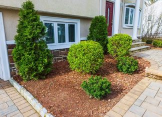 1 biljka koju nikako ne treba saditi blizu kuće: Niste svesni štete koju može da napravi 1 biljka koju nikako ne treba saditi blizu kuće: Niste svesni štete koju može da napravi - featured image