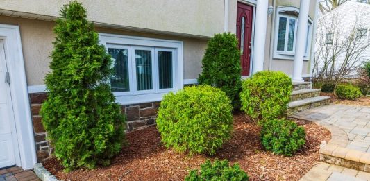 1 biljka koju nikako ne treba saditi blizu kuće: Niste svesni štete koju može da napravi 1 biljka koju nikako ne treba saditi blizu kuće: Niste svesni štete koju može da napravi - featured image