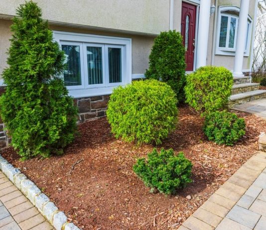 1 biljka koju nikako ne treba saditi blizu kuće: Niste svesni štete koju može da napravi 1 biljka koju nikako ne treba saditi blizu kuće: Niste svesni štete koju može da napravi - featured image