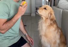 Zlatni retriver probao limun, njegova reakcija osvojila svet: Ljudi padaju od smeha na njegove grimase (video) Zlatni retriver probao limun, njegova reakcija osvojila svet: Ljudi padaju od smeha na njegove grimase (video) - featured image