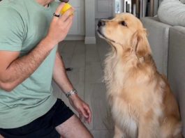 Zlatni retriver probao limun, njegova reakcija osvojila svet: Ljudi padaju od smeha na njegove grimase (video) Zlatni retriver probao limun, njegova reakcija osvojila svet: Ljudi padaju od smeha na njegove grimase (video) - featured image