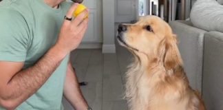 Zlatni retriver probao limun, njegova reakcija osvojila svet: Ljudi padaju od smeha na njegove grimase (video) Zlatni retriver probao limun, njegova reakcija osvojila svet: Ljudi padaju od smeha na njegove grimase (video) - featured image