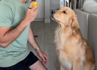 Zlatni retriver probao limun, njegova reakcija osvojila svet: Ljudi padaju od smeha na njegove grimase (video) Zlatni retriver probao limun, njegova reakcija osvojila svet: Ljudi padaju od smeha na njegove grimase (video) - featured image