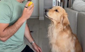 Zlatni retriver probao limun, njegova reakcija osvojila svet: Ljudi padaju od smeha na njegove grimase (video) Zlatni retriver probao limun, njegova reakcija osvojila svet: Ljudi padaju od smeha na njegove grimase (video) - featured image