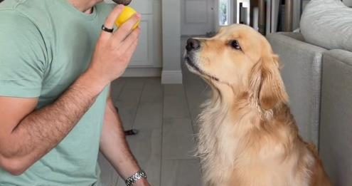 Zlatni retriver probao limun, njegova reakcija osvojila svet: Ljudi padaju od smeha na njegove grimase (video) Zlatni retriver probao limun, njegova reakcija osvojila svet: Ljudi padaju od smeha na njegove grimase (video) - featured image