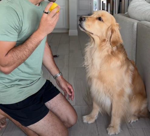 Zlatni retriver probao limun, njegova reakcija osvojila svet: Ljudi padaju od smeha na njegove grimase (video) Zlatni retriver probao limun, njegova reakcija osvojila svet: Ljudi padaju od smeha na njegove grimase (video) - featured image