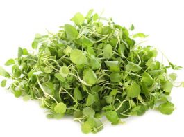 SADA I DOKAZANO: Ovo povrće je proglašeno najzdravijim na svijetu – evo šta radi vašem organizmu! SADA I SLUŽBENO: Ovo je najzdravije povrće na svijetu, evo od kojih sve bolesti nas može zaštititi - featured image