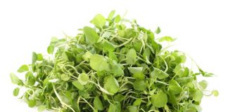 SADA I DOKAZANO: Ovo povrće je proglašeno najzdravijim na svijetu – evo šta radi vašem organizmu! SADA I SLUŽBENO: Ovo je najzdravije povrće na svijetu, evo od kojih sve bolesti nas može zaštititi - featured image