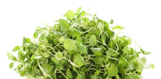 SADA I DOKAZANO: Ovo povrće je proglašeno najzdravijim na svijetu – evo šta radi vašem organizmu! SADA I SLUŽBENO: Ovo je najzdravije povrće na svijetu, evo od kojih sve bolesti nas može zaštititi - featured image