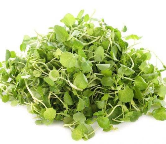 SADA I DOKAZANO: Ovo povrće je proglašeno najzdravijim na svijetu – evo šta radi vašem organizmu! SADA I SLUŽBENO: Ovo je najzdravije povrće na svijetu, evo od kojih sve bolesti nas može zaštititi - featured image