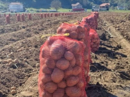 NI SLUČAJNO GA NE JEDITE: Evo kako izgleda krompir pun toksina