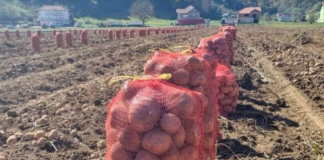 NI SLUČAJNO GA NE JEDITE: Evo kako izgleda krompir pun toksina