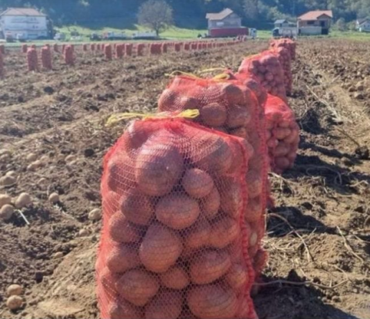 NI SLUČAJNO GA NE JEDITE: Evo kako izgleda krompir pun toksina