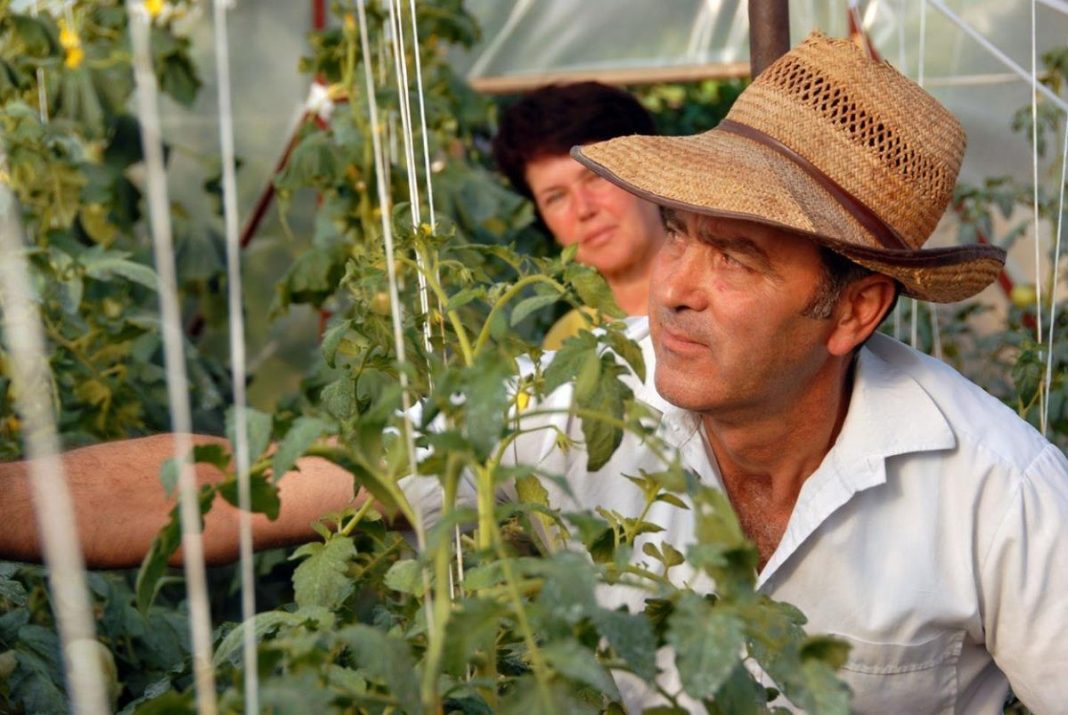 Maj je idealan za sadnju ovih šest vrsta povrća: Evo šta je sve potrebno da biste imali što više plodova - featured image