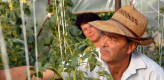 Maj je idealan za sadnju ovih šest vrsta povrća: Evo šta je sve potrebno da biste imali što više plodova Maj je idealan za sadnju ovih šest vrsta povrća: Evo šta je sve potrebno da biste imali što više plodova - featured image