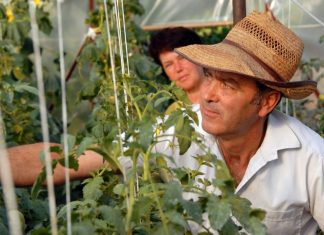Maj je idealan za sadnju ovih šest vrsta povrća: Evo šta je sve potrebno da biste imali što više plodova Maj je idealan za sadnju ovih šest vrsta povrća: Evo šta je sve potrebno da biste imali što više plodova - featured image