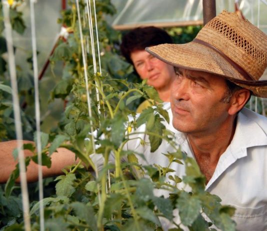 Maj je idealan za sadnju ovih šest vrsta povrća: Evo šta je sve potrebno da biste imali što više plodova Maj je idealan za sadnju ovih šest vrsta povrća: Evo šta je sve potrebno da biste imali što više plodova - featured image