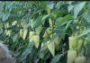 Najbolji rastvor za zalivanje mladih paprika: Rađaju kao lude, ovo je najbolja domaća prihrana Najbolji rastvor za zalivanje mladih paprika: Rađaju kao lude, ovo je najbolja domaća prihrana - featured image