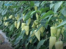 Najbolji rastvor za zalivanje mladih paprika: Rađaju kao lude, ovo je najbolja domaća prihrana Najbolji rastvor za zalivanje mladih paprika: Rađaju kao lude, ovo je najbolja domaća prihrana - featured image