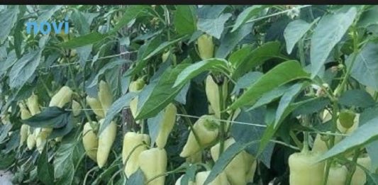 Najbolji rastvor za zalivanje mladih paprika: Rađaju kao lude, ovo je najbolja domaća prihrana Najbolji rastvor za zalivanje mladih paprika: Rađaju kao lude, ovo je najbolja domaća prihrana - featured image