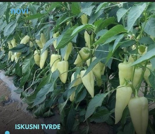 Najbolji rastvor za zalivanje mladih paprika: Rađaju kao lude, ovo je najbolja domaća prihrana Najbolji rastvor za zalivanje mladih paprika: Rađaju kao lude, ovo je najbolja domaća prihrana - featured image