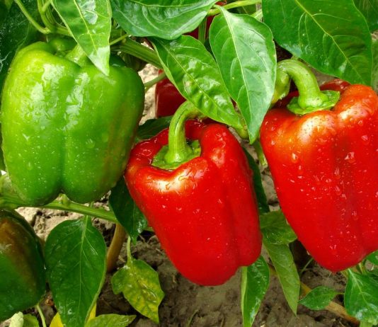 Đubrivo za paprike koje 9 od 10 baštovana zaboravlja: A ono ih čini mesnatijim i sočnijim Đubrivo za paprike koje 9 od 10 baštovana zaboravlja: A ono ih čini mesnatijim i sočnijim - featured image