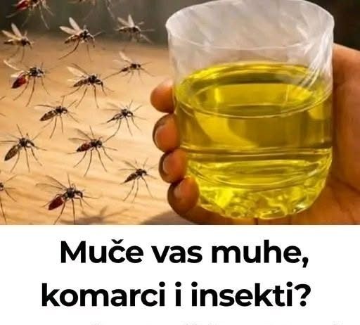 Korisni savjeti kako se riješiti muha i komaraca u kući Korisni savjeti kako se riješiti muha i komaraca u kući - featured image