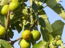 OVO treba uraditi tokom mjeseca JULA da bi dobili vrlo krupne plodove smokava OVO treba uraditi tokom mjeseca JULA da bi dobili vrlo krupne plodove smokava - featured image