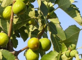 OVO treba uraditi tokom mjeseca JULA da bi dobili vrlo krupne plodove smokava OVO treba uraditi tokom mjeseca JULA da bi dobili vrlo krupne plodove smokava - featured image