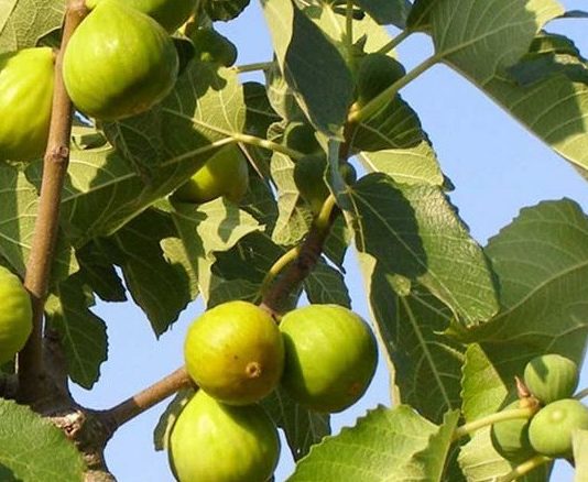 OVO treba uraditi tokom mjeseca JULA da bi dobili vrlo krupne plodove smokava OVO treba uraditi tokom mjeseca JULA da bi dobili vrlo krupne plodove smokava - featured image