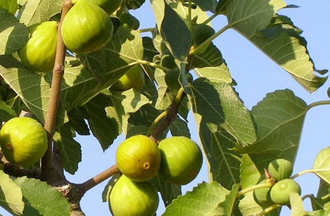 OVO treba uraditi tokom mjeseca JULA da bi dobili vrlo krupne plodove smokava - featured image OVO treba uraditi tokom mjeseca JULA da bi dobili vrlo krupne plodove smokava - featured image