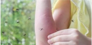 Sipajte OVO u čašu vode i komarci vam neće ulaziti u kuću: Napravite moćan alat za uživanje u ljetnim večerima! Sipajte OVO u čašu vode i komarci vam neće ulaziti u kuću: Napravite moćan alat za uživanje u ljetnim večerima! - featured image