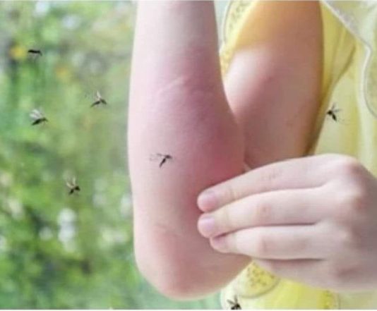 Sipajte OVO u čašu vode i komarci vam neće ulaziti u kuću: Napravite moćan alat za uživanje u ljetnim večerima! Sipajte OVO u čašu vode i komarci vam neće ulaziti u kuću: Napravite moćan alat za uživanje u ljetnim večerima! - featured image