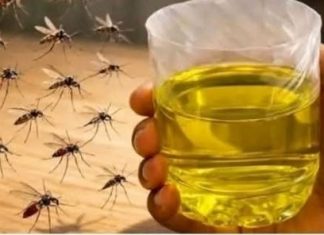Korisni savjeti kako se riješiti muha i komaraca u kući