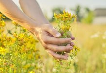 Mnoge žene koriste kantarion, ali ne znaju jednu važnu stvar: Kada zaista pomaže intimnom zdravlju? Mnoge žene koriste kantarion, ali ne znaju jednu važnu stvar: Kada zaista pomaže intimnom zdravlju? - featured image