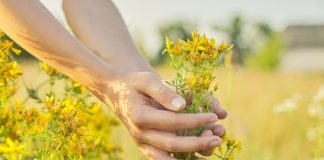 Mnoge žene koriste kantarion, ali ne znaju jednu važnu stvar: Kada zaista pomaže intimnom zdravlju? Mnoge žene koriste kantarion, ali ne znaju jednu važnu stvar: Kada zaista pomaže intimnom zdravlju? - featured image