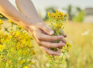 Mnoge žene koriste kantarion, ali ne znaju jednu važnu stvar: Kada zaista pomaže intimnom zdravlju? Mnoge žene koriste kantarion, ali ne znaju jednu važnu stvar: Kada zaista pomaže intimnom zdravlju? - featured image